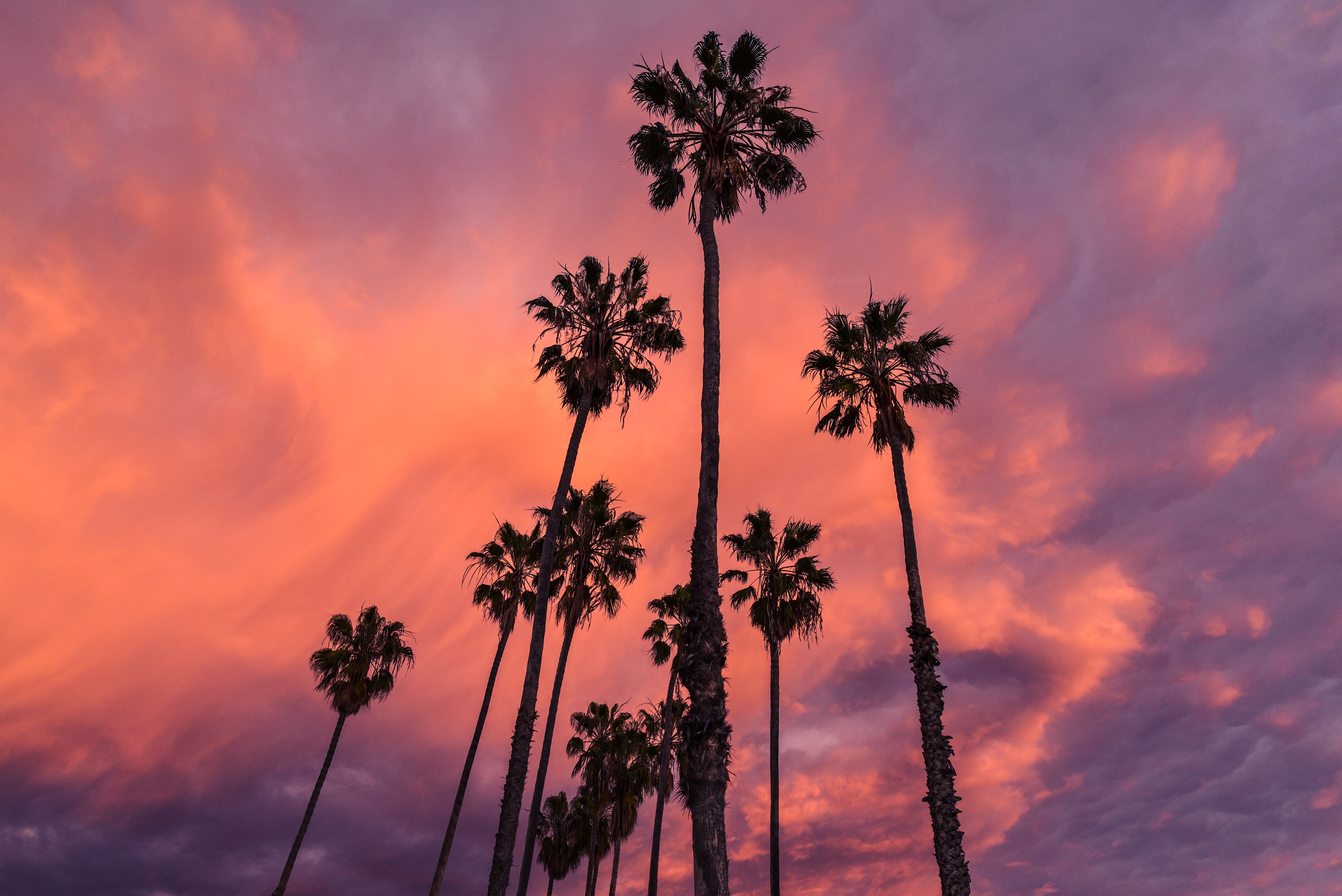 clouds-nature-palms-6741.jpg